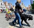 Bild: Gabi Schönberger
Riesenschnauzer Theo zieht für den Zug- und Begleithundeverein Weiden brav seine Runden mit den Fahrgästen an Bord.
