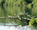 Archivbild: do
Am Rußweiher lebt eine Möwenkolonie. Rund 50 der Tiere starben in den vergangenen Tagen an der Geflügelpest.