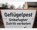 Symbolbild: Bernd Wüstneck/dpa
Der Landkreis Neustadt/WN ist nun amtlich nachgewiesenes Gebiet für Geflügelpest. Möwen am Rußweiher sind Träger des Virus.