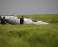 Bild: Zahn/vifogra/dpa
Ein Ultraleichtflugzeug steht in einem Weizenfeld.