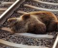 Bild: Land Salzburg/ÖBB/APA/dpa
Ein Bär liegt tot auf den Gleisen in der Nähe des Bahnhofs Schwarzach-St. Veit im Salzburger Pongau.