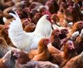 Symbolbild: picture alliance / Felix Kästle/dpa
In einem Betrieb bei Regenstauf müssen 60.000 Hühner getötet werden – wegen des Verdachts auf Vogelgrippe.