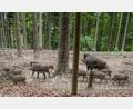 Bild: gz
Die Bachen und der Keiler halten zu den Frischlingen stets Kontakt.