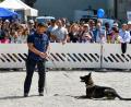 Bild: Petra Hartl
Großer Auftritt für die Vierbeiner der Polizei: die Hundestaffel.
