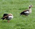 Bild: gz
Ein Nilgans-Pärchen legt auf seinem Durchzug auf den Pfreimd-Wiesen eine Rastpause ein.