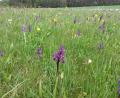 Bild: VSL Oberpfalz/exb
Die Orchideenwiesen bei Gassenhof.