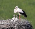 Bild: bey
Zwei Jungstörche sind im Pleysteiner Storchennest. Die Eltern sind eifrig bemüht, trotz anhaltender Trockenheit genügend Futter zu finden.