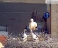 Bild: Storchen-Webcam Stadt Weiden
Die Storchenfamilie auf dem Alten Schulhaus. Das dritte Jungtier befindet sich nicht mehr im Nest. Was mit ihm passiert ist, ist unklar.