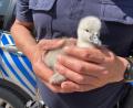 Bild: -/Verkehrspolizeiinspektion Regensburg/dpa
Ein Polizist hält eines der geretteten Schwanenküken in den Händen.