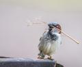 Bild: Günter Klein/exb
Ein Hingucker aus der Natur: ein Haussperling mit Nistmaterial, fotografiert von Günter Klein.