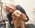 Bild: Gabi Schönberger
Agnes Busse dos Santos hat in Edeldorf den Hundefriseursalon "Miss Dogs" eröffnet. Ihr Pudel Felix weiß, wie man sich auf dem Frisiertisch zu benehmen hat.