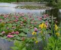 Bild: le
Ein Hingucker in der Natur: der Seerosenteich bei Schnepfenhof.