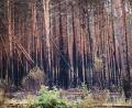Symbolbild: Annette Riedl/dpa
Damit die Wälder in der Oberpfalz nicht so ausschauen, sind demnächst wieder die Waldbrandluftbeobachter unterwegs.
