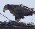 Symbolbild: Carsten Rhode/exb
Ein solches Seeadler-Weibchen ist bei Hahnbach an Rattengift verendet.