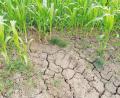 Bild: Kathrin Zeilmann/dpa
Die Landwirtschaft leidet massiv unter fehlendem Regen. Wer seine landwirtschaftlichen Flächen extern bewässern möchte, muss einen großen Geldbeutel mitbringen. Auch das fehlende Grundwasser wird dabei zu einem immer größeren Problem.