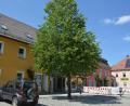 Bild: jr
In den Stamm dieser im Jahr 1995 gepflanzten Winterlinde am Oberen Marktplatz in Mitterteich wurden mehrere Löcher gebohrt. Noch ist offen, welche Folgen dies für den Baum hat.