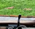 Bild: Karl-Heinz Geilersdörfer/exb
Jagdpächter Karl-Heinz Geilersdörfer hat Mitte Mai auf einer Wiese in seinem Revier in Kohlberg von einen Hochsitz aus zwei Wölfe gefilmt. Das Landesamt für Umwelt hat anhand des Videos bestätigt, dass es sich um ausgewachsene Wölfe handelt.