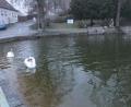 Bild: pi
Die Schwäne im Pleysteiner Stadtweiher, die vielfach die Blicke der Spaziergänger auf sich ziehen, bleiben in diesem Jahr ohne Nachwuchs.