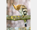 Bild: Martin Kuhn
Der Wiedehopf breitet sich im Naturpark Hirschwald aus.