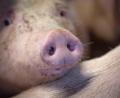 Bild: Sina Schuldt/dpa
Das staatliche Tierhaltungslogo wird zunächst für Schweinefleich gelten.