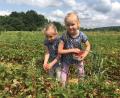 Bild: ihl
Martha (links) und Emma Enders helfen auf dem elterlichen Erdbeerfeld mit und naschen natürlich von den süßen, roten Früchten.