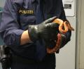 Symbolbild: Foto: Polizei Haßfurt/dpa
Eine solche ungiftige Kornnatter ist in der Freizeitanlage in Neustadt/WN gefunden worden. Die Polizei sucht nach dem Besitzer des Reptils.