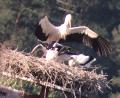 Bild: Elke Reinhart/exb
Auch in diesem Jahr brüteten Störche in Schwarzhofen. Drei Jungvögel sind zu sehen.
