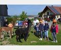 Bild: gi
Die Kinder der Ferienbetreuung hatten ihre helle Freude mit den Alpakas des Konraden-Hofes.