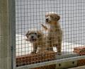 Bild: Petra Hartl
Diese beiden Hunde sind schon im Neubautrakt des Tierheims Amberg untergebracht.