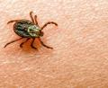 Bild: Patrick Pleul/dpa
Am häufigsten kommt in Deutschland der Gemeine Holzbock (Ixodes ricinus) als Zeckenart vor.