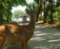 Symbolbild: obs/ADAC
Wildunfälle machen 2022 fast die Hälfte aller Unfälle im Bereich der Polizeiinspektion Nabburg aus. Meist trifft es dabei Reh-, Rot- oder Damwild, seltener auch einen Dachs oder Greifvogel.