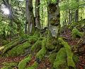 Symbolbild: Florian Miedl/exb
Klimawandel, Trockenheit, Hitze und dazu der Borkenkäfer – Bayerns Wälder stehen unter Stress, auch im Fichtelgebirge. Dennoch war bei einer Expertentagung in Fichtelberg Optimismus zu spüren.