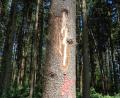 Bild: amö
Unter dieser Rinde findet man alle Entwicklungsstadien des Borkenkäfers.
