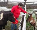 Archivbild: gz
Ponys und Ziegen finden bei Michael Meckl ein neues Zuhause.