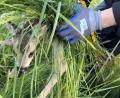 Bild: Claudia Prößl/exb
227 Kitze und 7 weitere Tiere haben die Helfer der der Rehkitzrettung in dieser Saison vor tödlichen Mähwerken gerrettet.