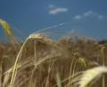 Symbolbild: Sebastian Willnow/dpa
Die anhaltende Trockenheit erschwert die Arbeit der Landwirte.