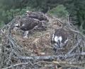 Bild: Webcam Stadt Eschenbach
Den jungen Fischadlern am Großen Rußweiher in Eschenbach geht es gut. Die immer noch grassierende Vogelgrippe verhindert jedoch die Beringung des Nachwuchses.