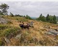 Bild: Portner
Idylle pur am Naturdenkmal Hochfels Stadlern. Krainer Schafe beweiden das Areal und tragen damit zur Erhaltung des Landschaftsbildes bei.