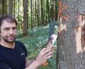 Bild: mfh
Der Baum ist bereits mit K für Käferbefall gekennzeichnet. Revierleiter Bernhard Raschka prüft, ab der Baum auch schon im unteren Bereich befallen ist. Er findet eindeutige Beweise dafür.