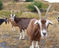 Bild: LBV Tirschenreuth
Ziegen und Schafe agieren im Steinbruch Zinst als "Landschaftspfleger".