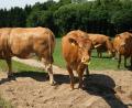 Bild: Hirsch
Mutterkuhhaltung auf der Weide ist für viele Landwirte im Nebenerwerb zu einer Alternative geworden. Jetzt hat sich ein Netzwerk zur Vermarktung des Fleisches gebildet.