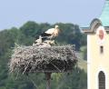 Archivbild: Gabi Schönberger
Als die Welt noch in Ordnung war: Um vier Jungstörche kümmerte sich heuer das Storchenpaar auf dem Dach des Neustädter Landratsamtes Anfang Juni. Nun verunglückte ein Storch beim Flug tödlich.