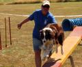 Bild: R. Kreuzer
Beim Jubiläumsfest des Schäferhundevereins Weiden zeigen Mensch und Tier, welche Übungen sie gemeinsam einstudiert haben.