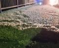 Bild: Feuerwehr Nabburg/Daniel Irlbacher
Zehn Zentimeter Uferaas auf dem Gehsteig der Naabbrücke in Nabburg - ein besonderes Natur-Phänomen.