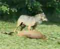 Screenshot: Unbekannt
Eine Szene aus dem Video: Der Wolf bei einer Hirschkuh.