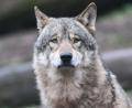 Symbolbild: Bernd Weißbrod/dpa
Der Wolf sorgt immer wieder für viel Gesprächsstoff im Landkreis Tirschenreuth, diesmal wegen eines Videos.