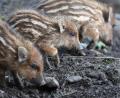 Symbolbild: Felix Kästle/dpa
Frischlinge sehen niedlich aus, kommen aber als Überträger der Afrikanischen Schweinepest in Frage.