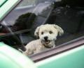 Symbolbild: Jonas Walzberg/dpa
Ein Hund sollte im Sommer nicht auf sein Herrchen im Auto warten.