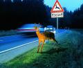 Bild: ADAC/exb
Wo ein Wildtier die Fahrbahn quert, folgen oft direkt dahinter weitere Tiere. Auch das sollten Autofahrer bedenken, um eine Kollision zu vermeiden.