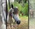 Bild: privat
Wer kommt denn da den Waldweg entlang? Eine seltene Begegnung zwischen Kuh und Pony gab es dieser Tage bei Plößberg.
